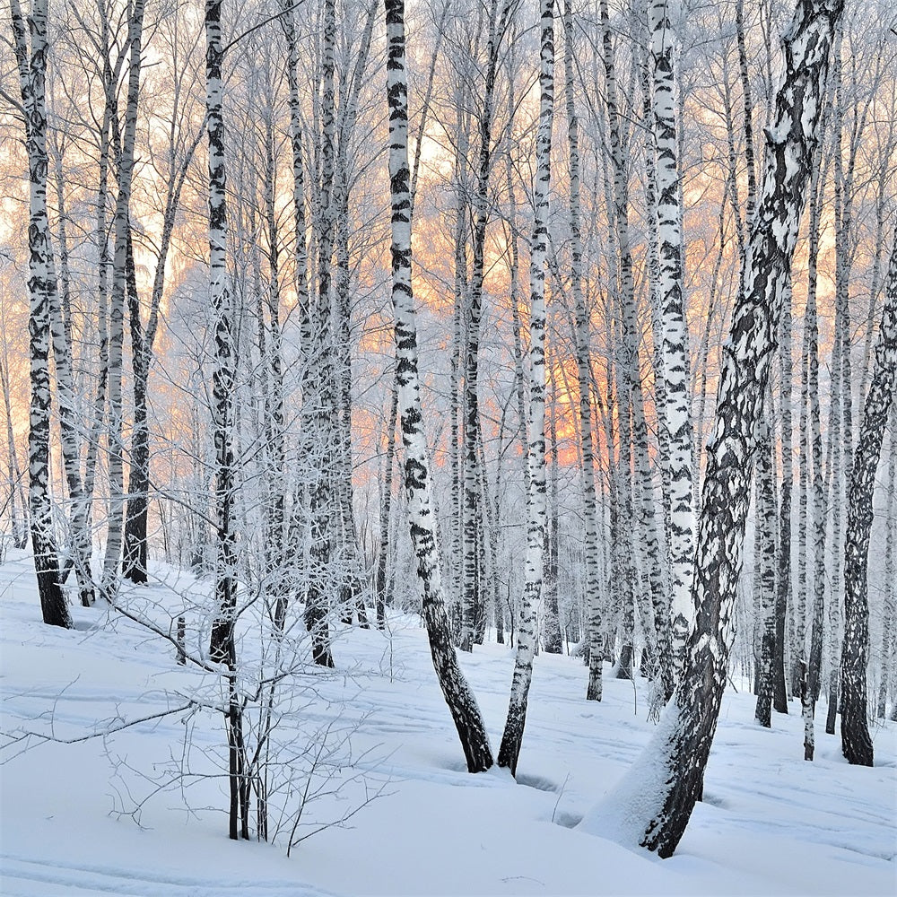 Toile de fond Hiver Crépuscule Forêt Bouleaux BRP11-27