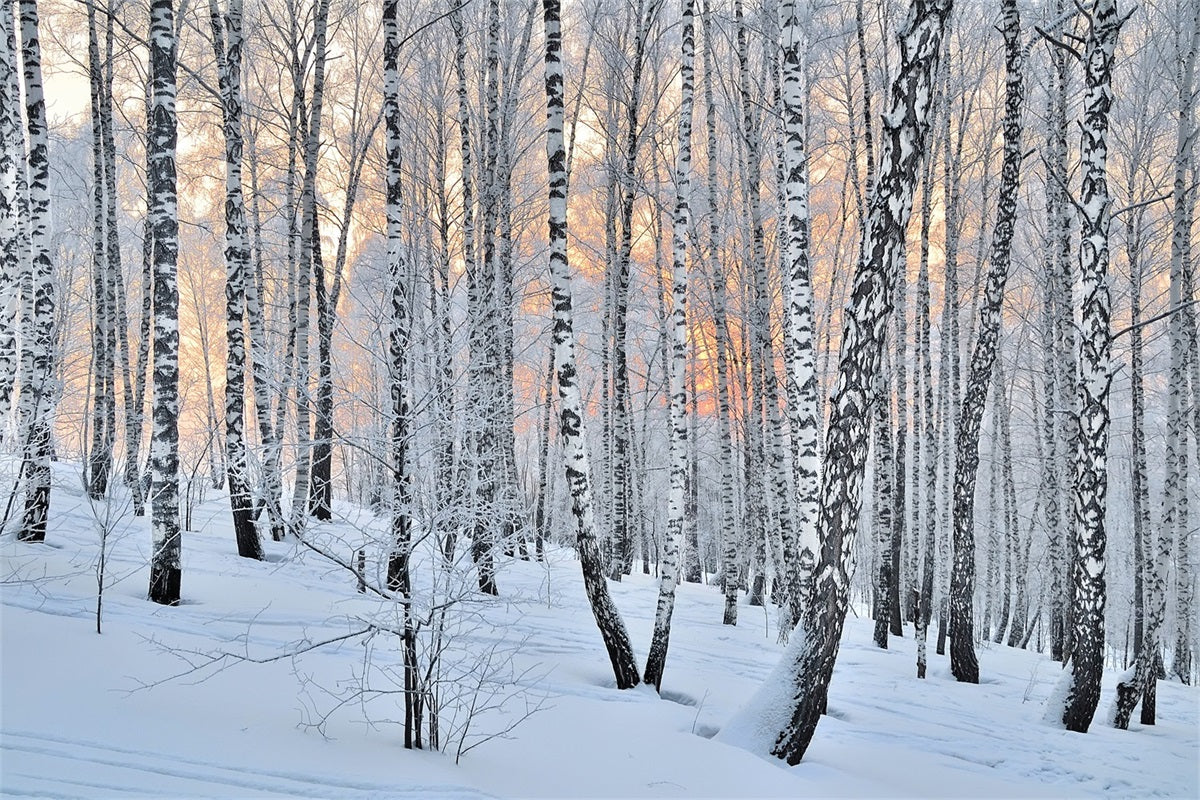 Toile de fond Hiver Crépuscule Forêt Bouleaux BRP11-27