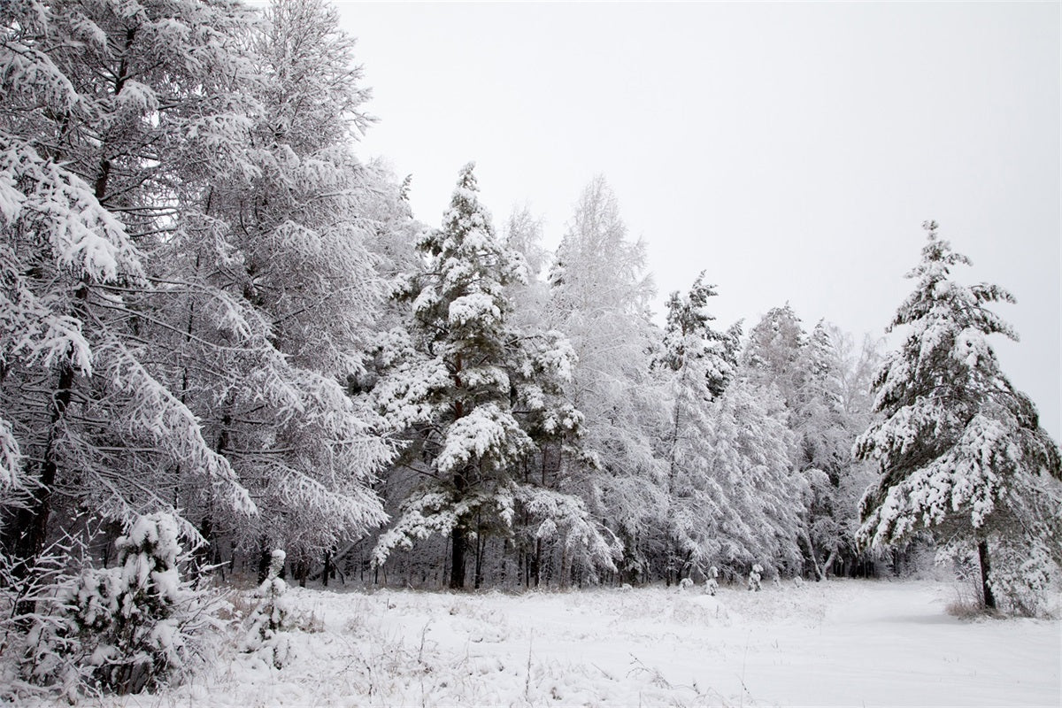 Toile de fond Paysage Enneigé Branches Givrées Hiver BRP11-4