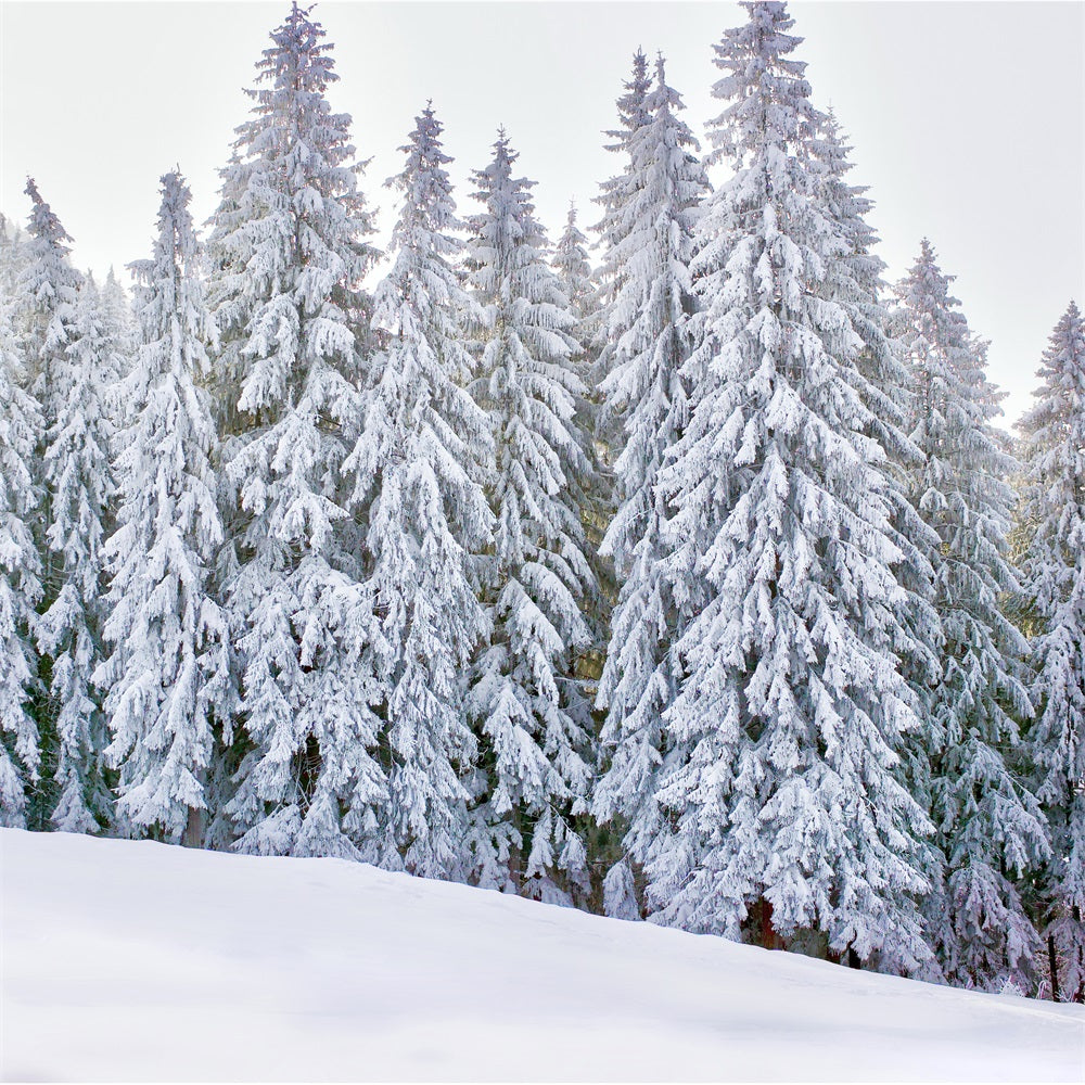 Toile de fond Paysage Enneigé Forêt Hiver BRP11-5