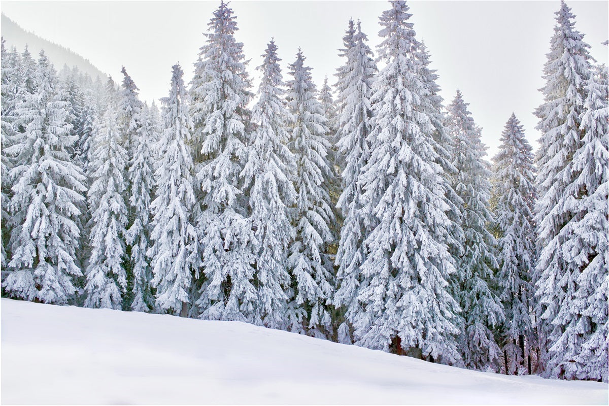 Toile de fond Paysage Enneigé Forêt Hiver BRP11-5