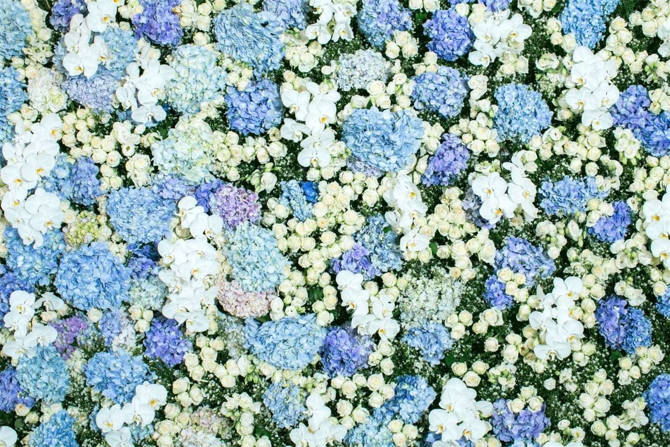 Toile de fond Printemps Photographie Mur Floral Bleu et Blanc BRP11-518