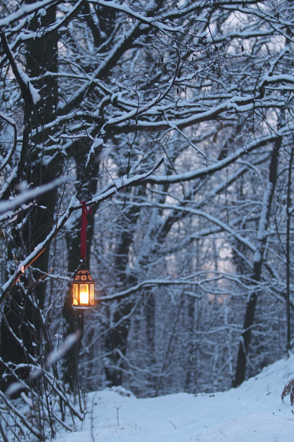 Toile de fond Photographie Hiver Forêt Lanterne Lumineuse BRP11-64