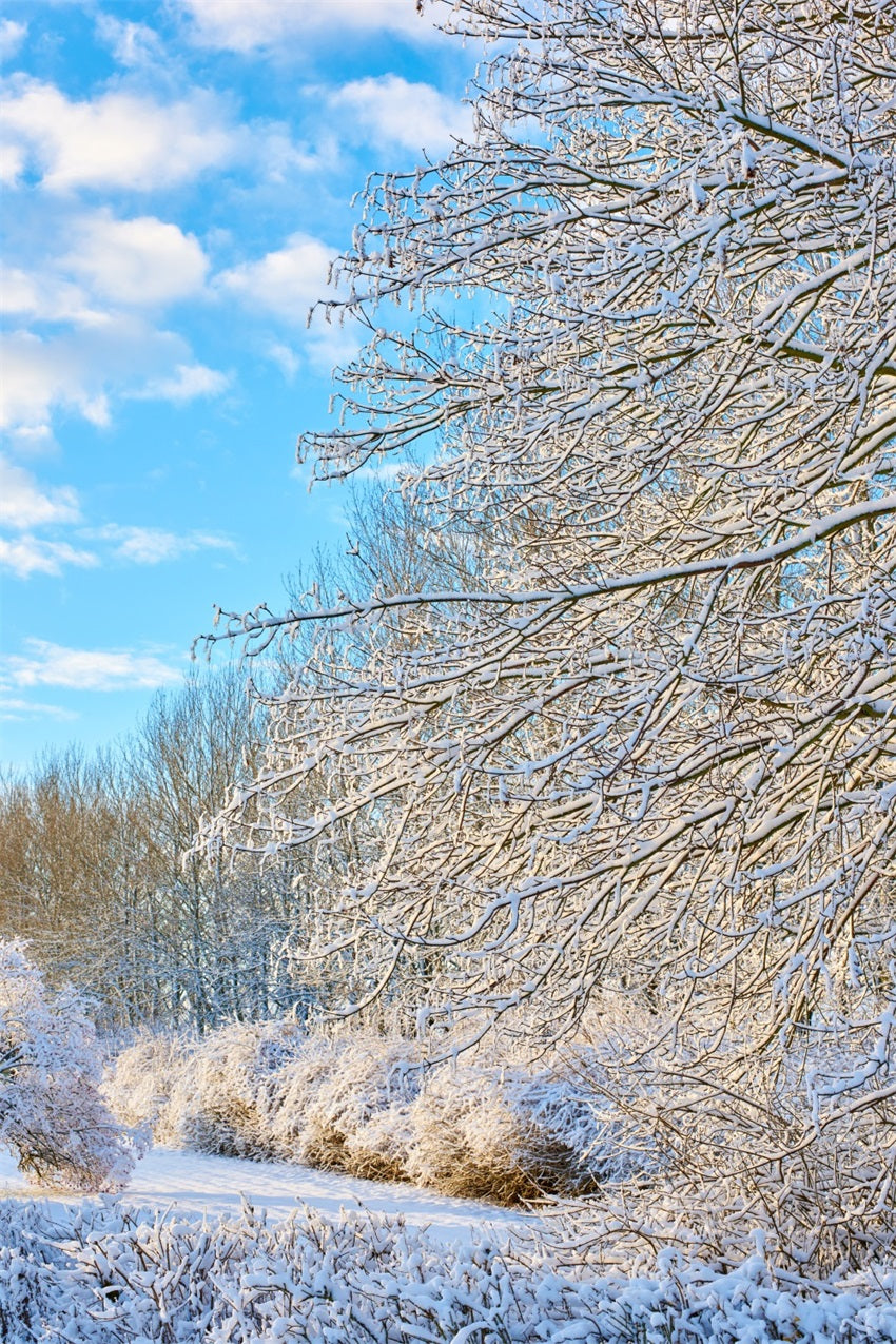 Toile de fond Hiver Branches Givrées Ciel Clair BRP11-68