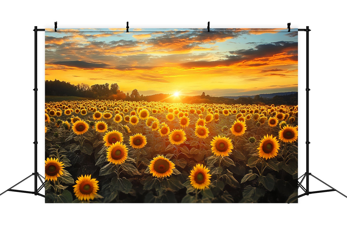 Toile de fond Photo Automne Ciel Feu Tournesols BRP57-172