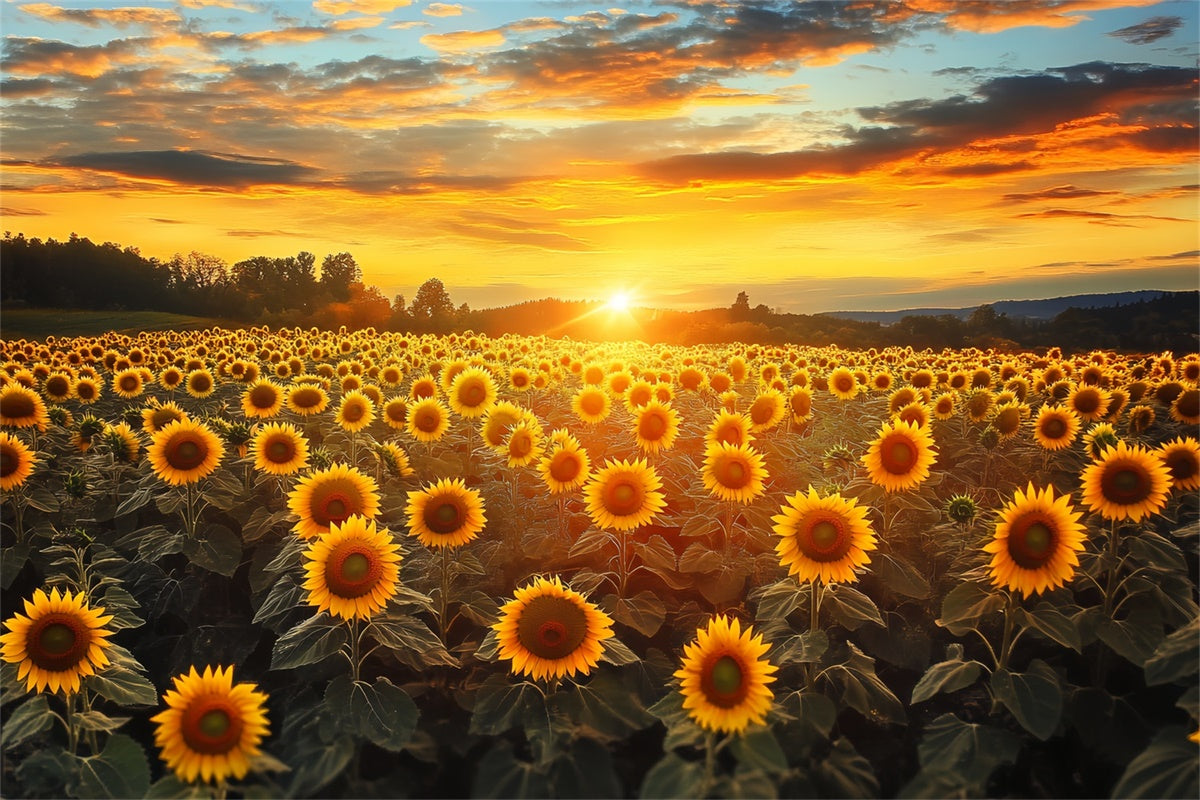 Toile de fond Photo Automne Ciel Feu Tournesols BRP57-172