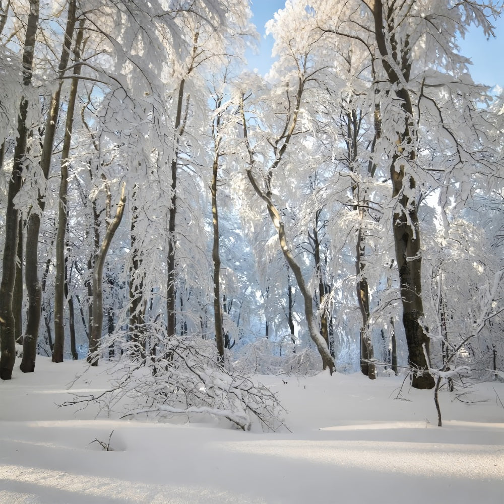 Toile de fond Forêt enneigée Merveille d'hiver Photographie BRP9-220