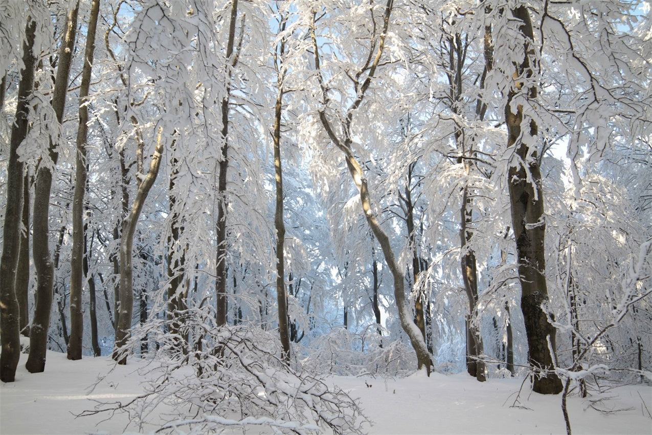 Toile de fond Forêt enneigée Merveille d'hiver Photographie BRP9-220