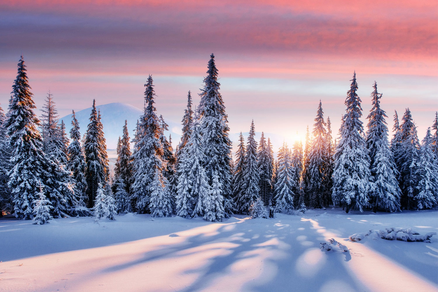 Toile de fond Lever du soleil Forêt enneigée Hiver BRP9-226