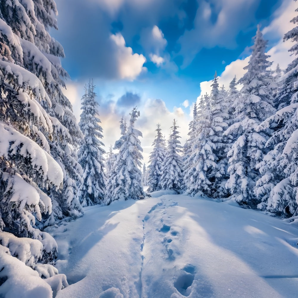 Toile de fond Forêt hivernale Ciel bleu clair Photographie BRP9-228