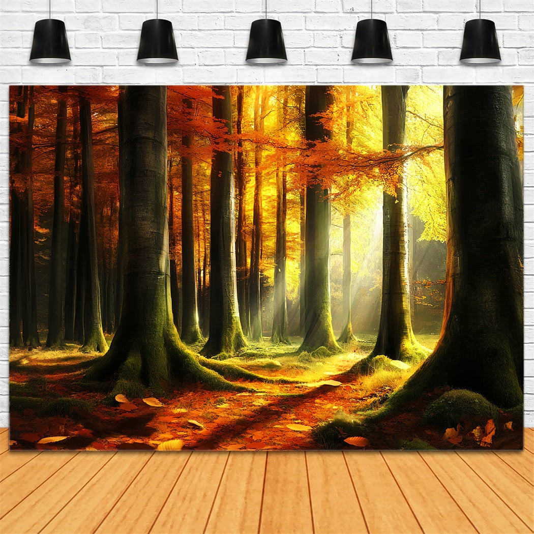 Toile de fond Automne Nature Lumière Mystique Bois d’Automne CSH58-231