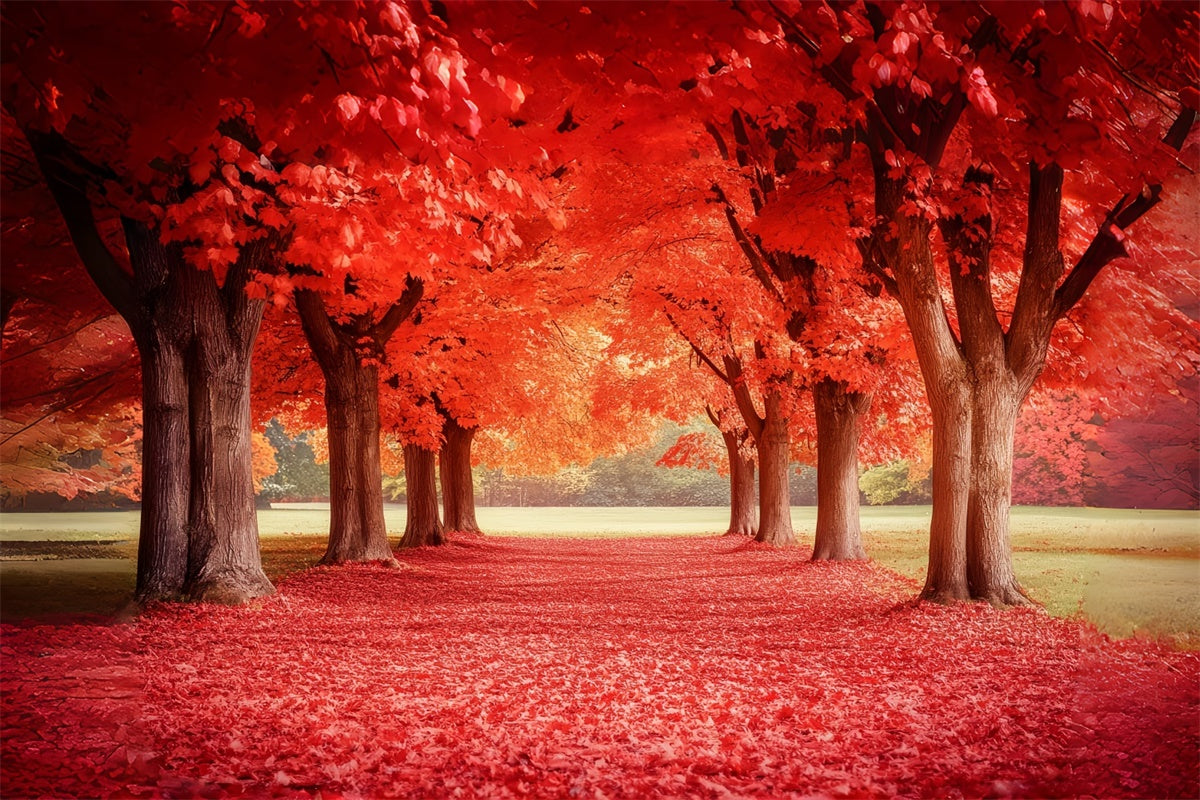 Toile de fond Photo Automne Sentier d’Érables Rouges CSH6-192