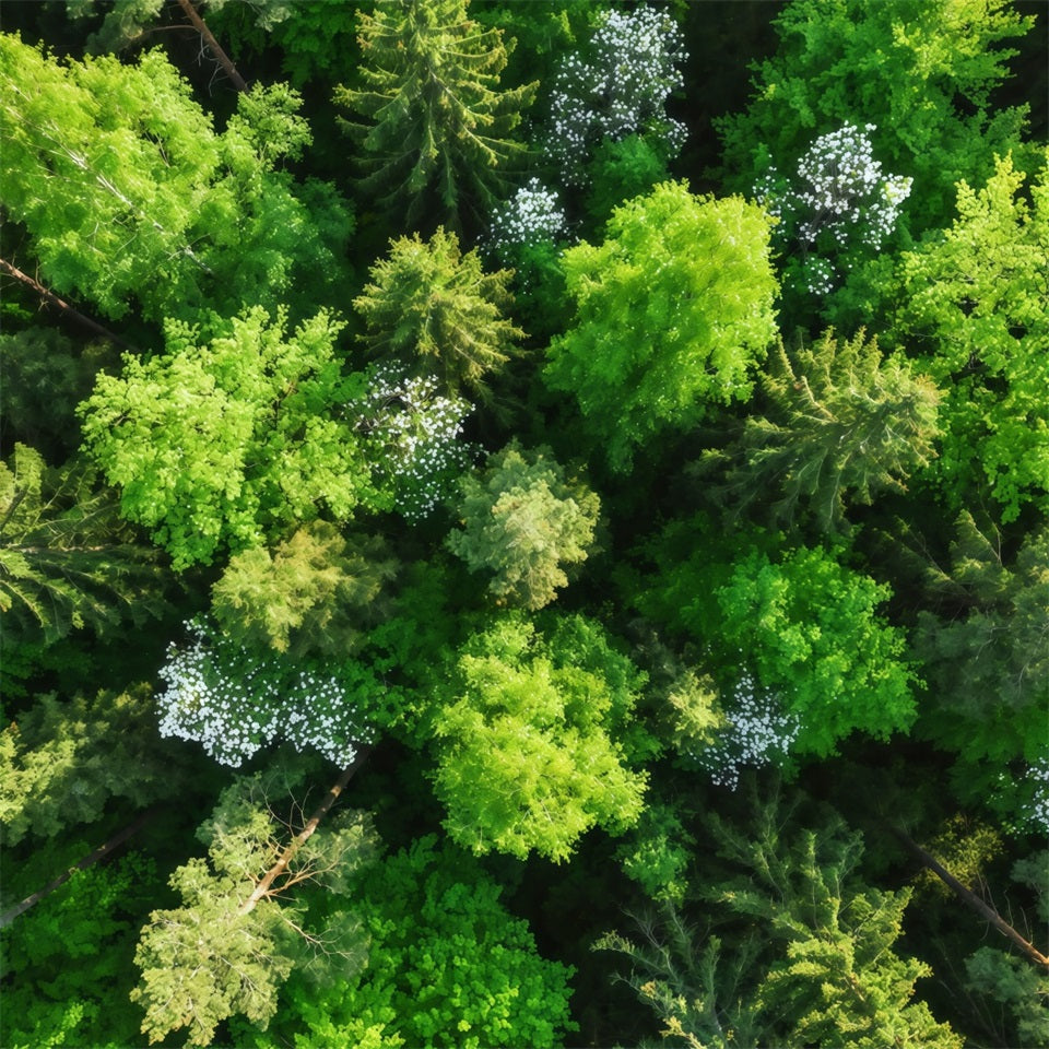 Fond Studio Forêt de Pins Canopée Émeraude Vue Aérienne CSH61-216