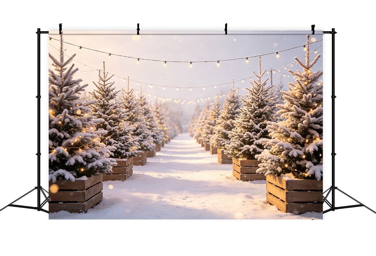 Décor De Ferme De Sapins De Noël Chemin Lumineux Du Pin Enneigé Fond Photo De Noël CSH68-97
