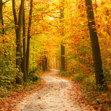 Toile de fond d'automne paysage forestier Yelllow quitte la route pour la photographie F-169