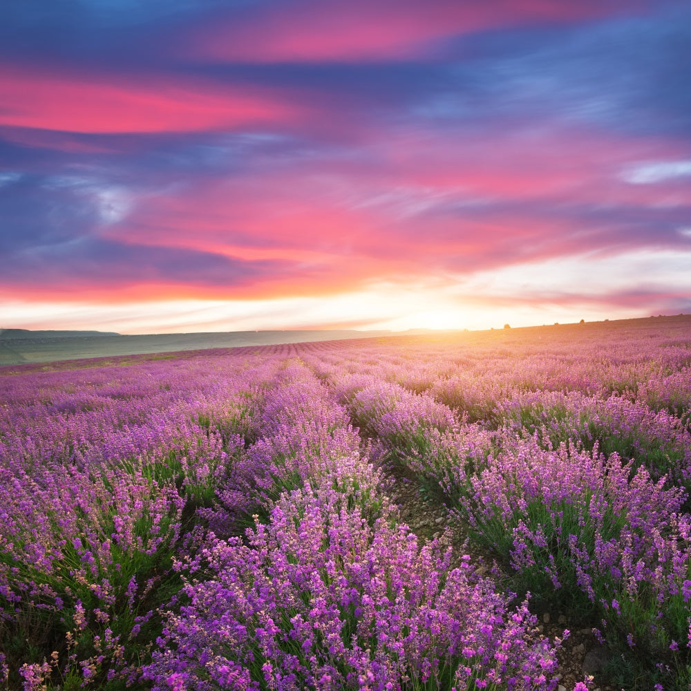 Toile de fond Violette Photographie Coucher Soleil Rangées Lavande GQ4-22