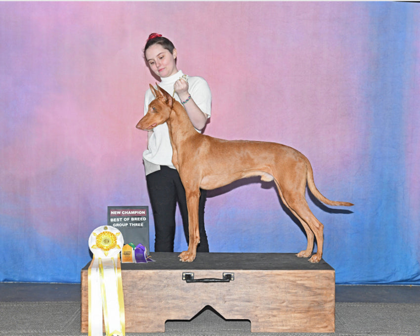 Toile de Fond de Studio de Photographie Texture Abstraite HF-0021