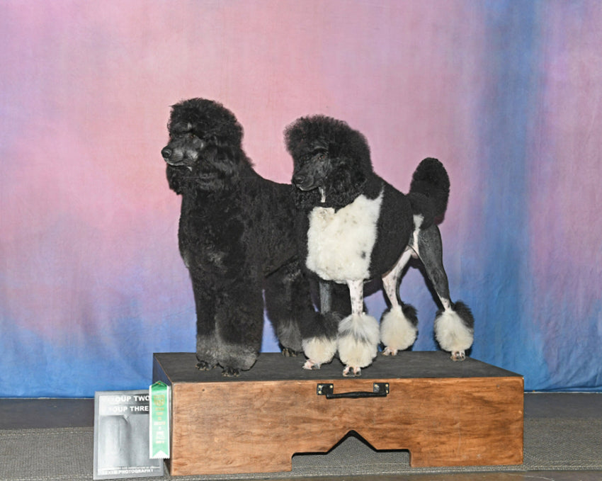 Toile de Fond de Studio de Photographie Texture Abstraite HF-0021