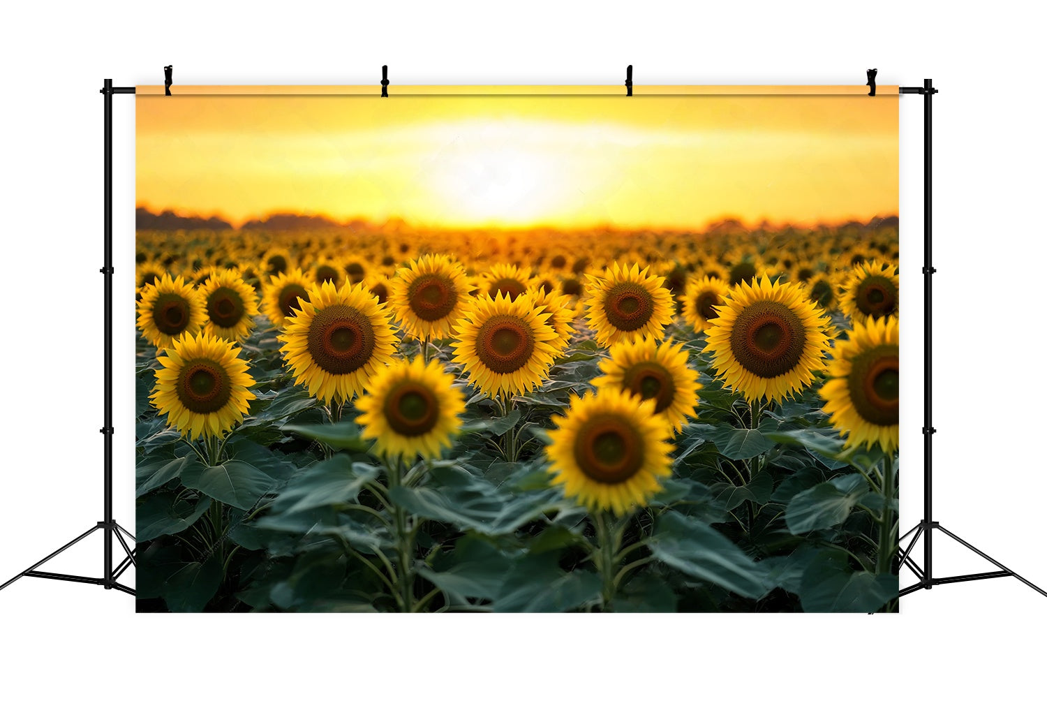 Fond Photo Automne Champ Floraison Tournesol Doré LXX58-162