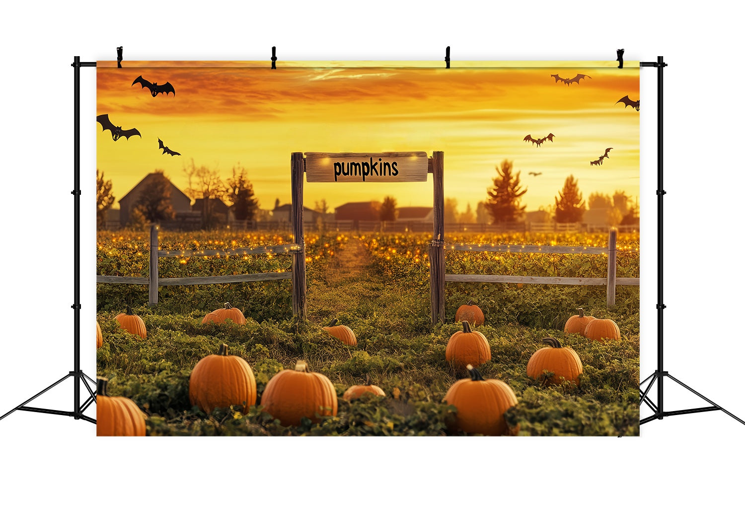 Fond Photo Automne Chauves-Souris Coucher Soleil Champ Citrouilles LXX58-164