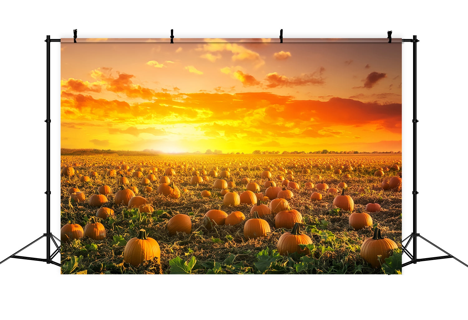 Fond Photo Automne Champ Citrouilles Coucher Soleil Doré LXX58-166