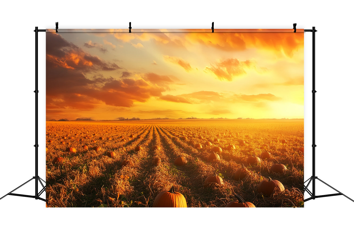 Fond Photo Automne Rangées Citrouilles Horizon Lumineux LXX58-167