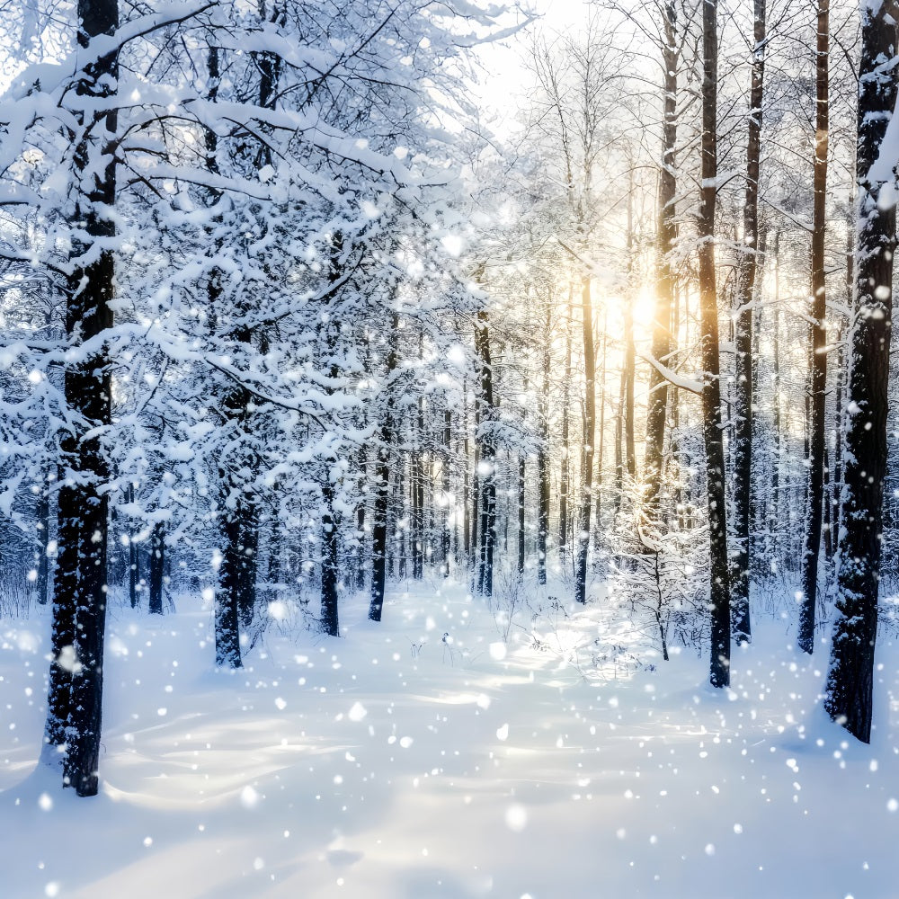 Toile de fond Forêt Enneigée Lever de Soleil Étincelant Bois Hivernal LXX58-276