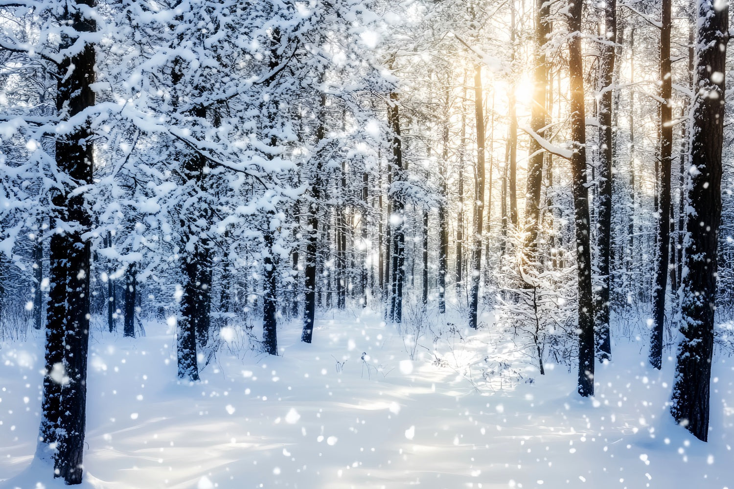 Toile de fond Forêt Enneigée Lever de Soleil Étincelant Bois Hivernal LXX58-276