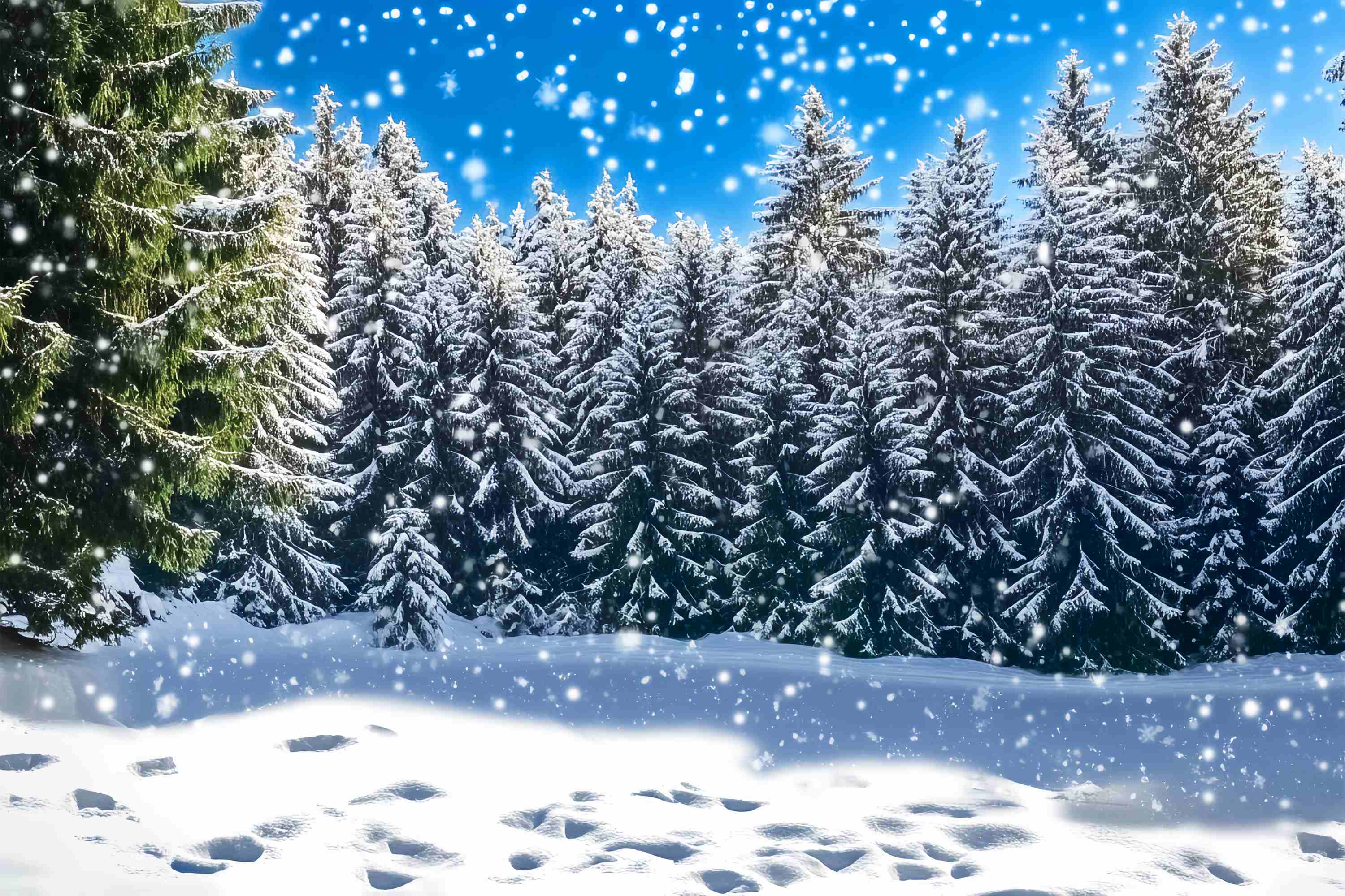 Toile de fond Noël Forêt de Sapins Givrés Étincelante LXX58-88