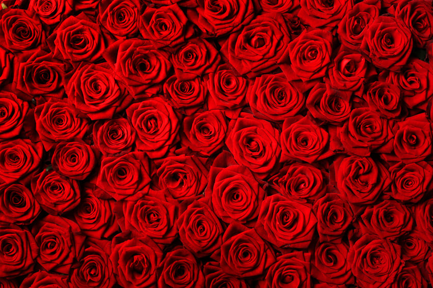 Fleur Roses Rouges Toile de Fond pour la Photographie M-60