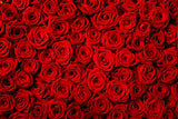 Fleur Roses Rouges Toile de Fond pour la Photographie M-60