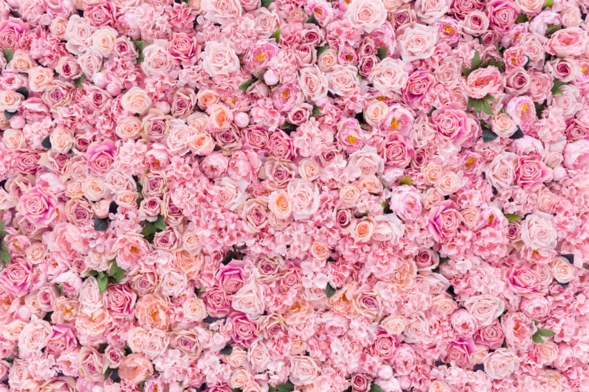 Roses Fleur mur Photographie Toile de Fond M-62
