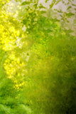 Printemps Art Nuances de vert Entrelacées au soleil Toile de fond M1-61