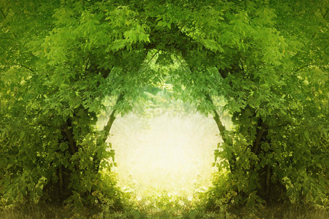 Toile de fond de porte en branches naturelles au cœur d'une forêt dense M1-76