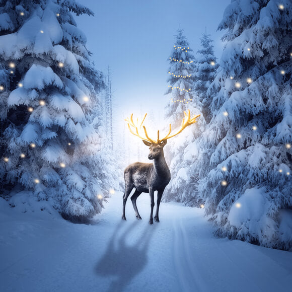 Nuit d'hiver Forêt enneigée Cerf Toile de fond M11-15