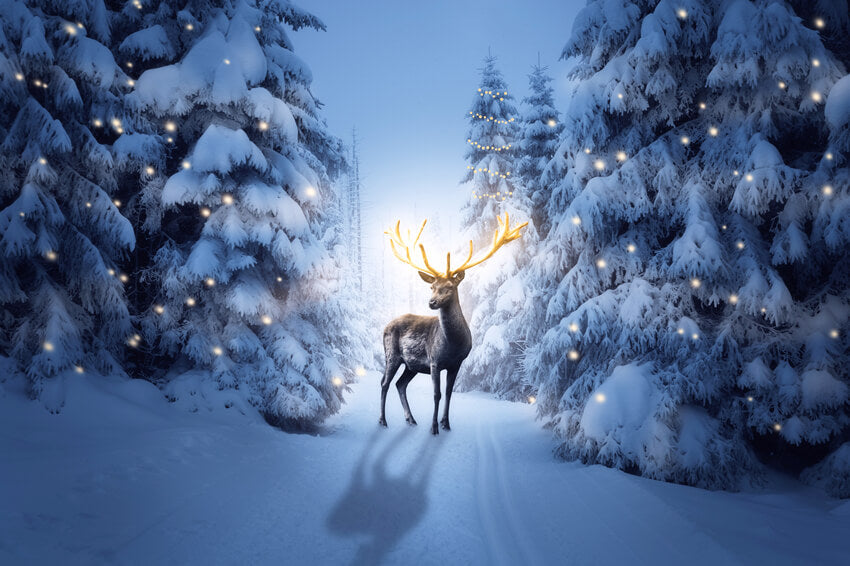 Nuit d'hiver Forêt enneigée Cerf Toile de fond M11-15