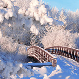 Neige d'hiver Forêt de pins Pont Toile de fond M11-18