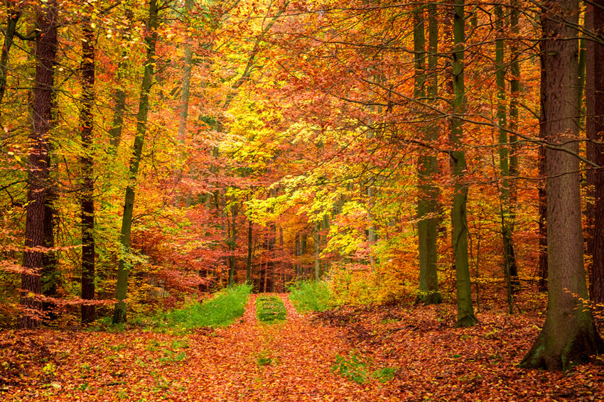 Toile De Fond Automne 2,1x1,5 M - Motif Citrouille Forêt Érable Pour Photo