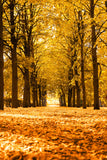 Paysage D'automne Allée Arbres Lumière du Soleil Toile de Fond M6-105