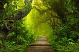 Toile de Fond de Photographie de Jungle de Forêt Tropicale Humide M6-120