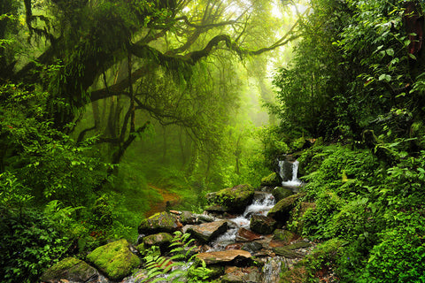 Jungle Forêt Paysage Photomaton Toile de Fond M6-121