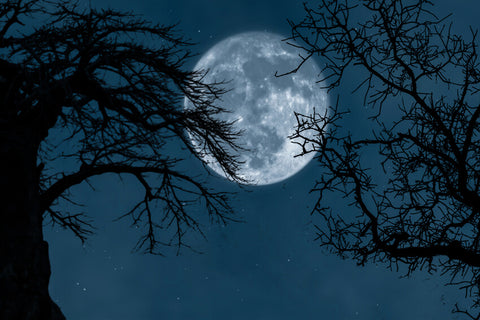 Lune Rougeoyante Branches Fantasmagoriques Toile de Fond d'Halloween M6-135