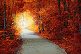 Forêt D'automne Magique Chemin Paysage Toile de Fond M7-85