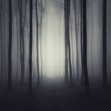 Toile de Fond de Forêt Sombre Lugubre pour Halloween M8-10