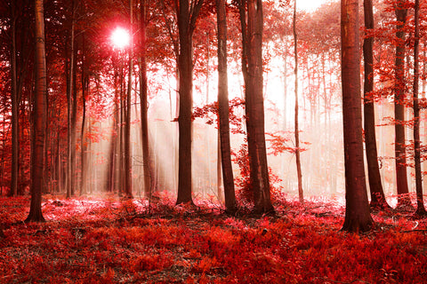 Toile de fond pour paysage d'automne avec forêt d'érables ensoleillée M9-33