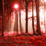 Toile de fond pour paysage d'automne avec forêt d'érables ensoleillée M9-33
