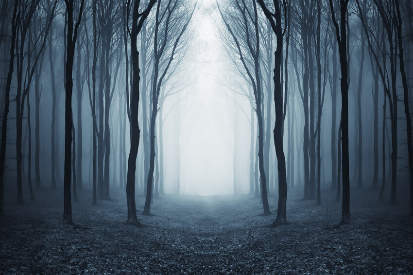 Toile de Fond Forêt Brumeuse Mystérieuse Halloween M9-56