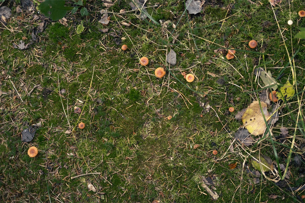 Toile de Fond Sol Champignon avec Feuilles Tombées sur Prairie RR8-584