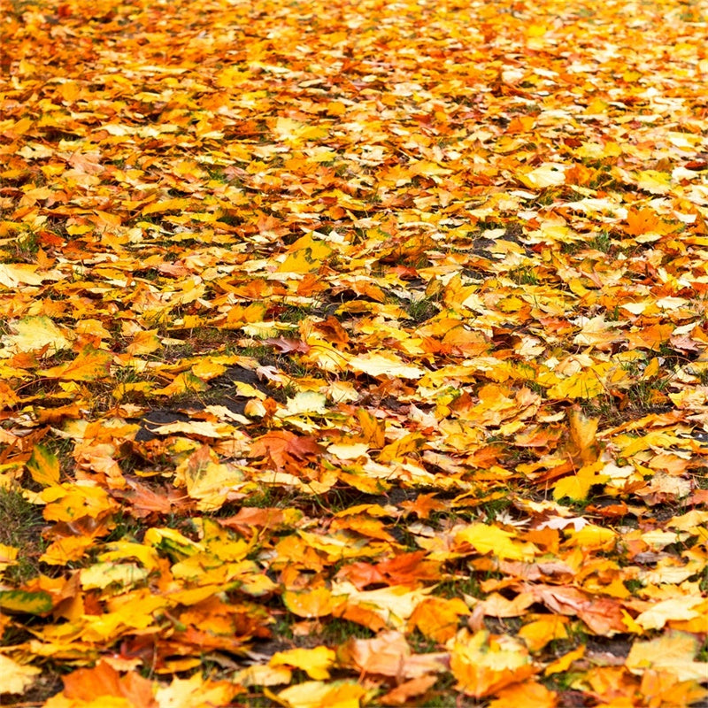 Toile de fond pour Sol Feuilles Dorées d’Automne TWW57-10