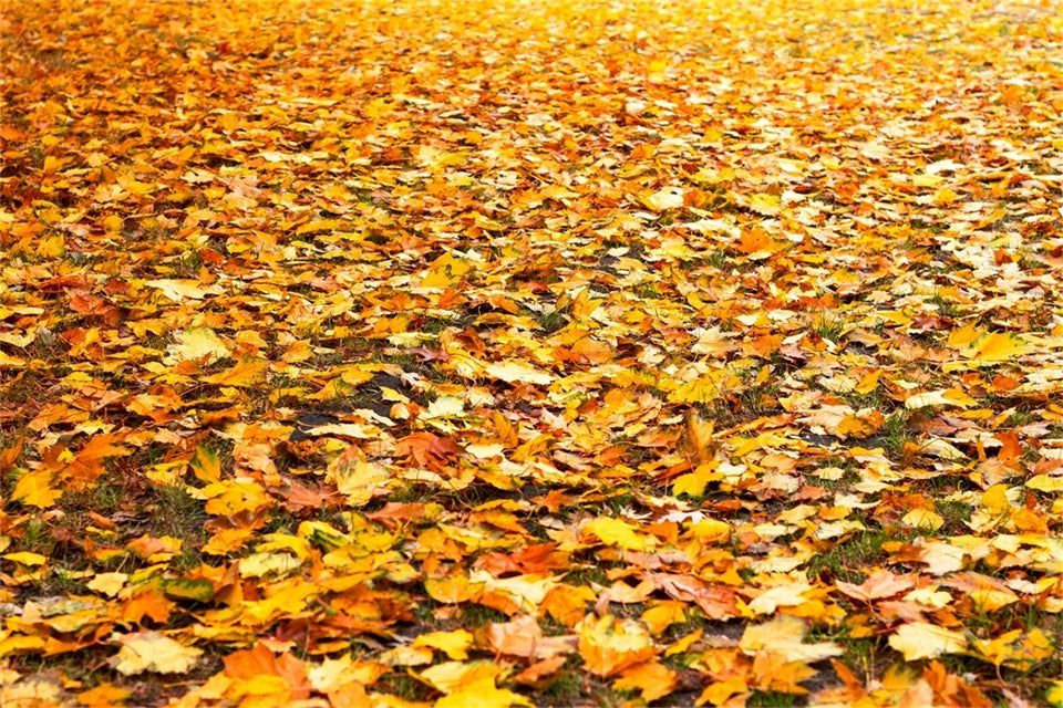 Toile de fond pour Sol Feuilles Dorées d’Automne TWW57-10